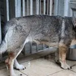 Pies do adopcji, Oborniki, 11 czerwca 2021