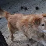 Pies do adopcji, Oborniki, 19 kwietnia 2021