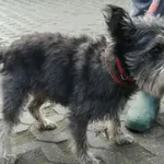 Znaleziono psa, Radom, 18 grudnia 2019