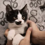 Kot do adopcji, Radom, 15 listopada 2021