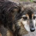 Pies do adopcji, Oborniki, 2 września 2022