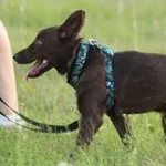 Pies do adopcji, Oborniki, 9 czerwca 2022