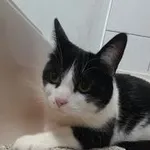 Kot do adopcji, Oborniki, 22 września 2022