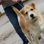 Pies do adopcji, Oborniki, 29 września 2020