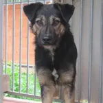 Pies do adopcji, Radom, 30 maja 2014