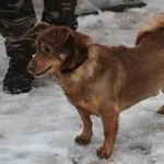 Pies do adopcji, Oborniki, 29 grudnia 2021