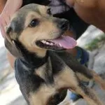 Pies do adopcji, Oborniki, 10 sierpnia 2022