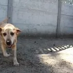 Pies do adopcji, Oborniki, 24 lipca 2020