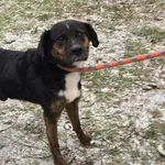Pies do adopcji, Radom, 9 grudnia 2018