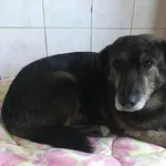 Pies do adopcji, Radom, 3 listopada 2018