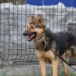 Pies do adopcji, Oborniki, 18 marca 2022