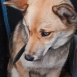 Znaleziono psa, Radom, 14 grudnia 2019
