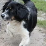 Pies do adopcji, Oborniki, 17 września 2022