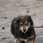 Pies do adopcji, Oborniki, 26 kwietnia 2021