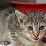 Kot do adopcji, Oborniki, 22 lipca 2022