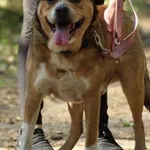 Pies do adopcji, Oborniki, 11 października 2021