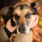 Pies do adopcji, Radom, 7 listopada 2021