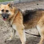 Pies do adopcji, Oborniki, 18 marca 2022