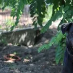 Pies do adopcji, Oborniki, 7 lipca 2022