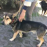 Pies do adopcji, Radom, 18 kwietnia 2018