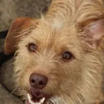 Pies do adopcji, Oborniki, 24 marca 2022