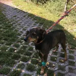 Pies do adopcji, Radom, 21 sierpnia 2018