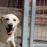Pies do adopcji, Oborniki, 30 lipca 2022