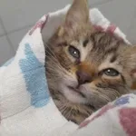 Kot do adopcji, Oborniki, 18 sierpnia 2022