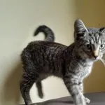 Kot do adopcji, Oborniki, 22 września 2022