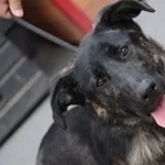 Pies do adopcji, Oborniki, 7 lipca 2022