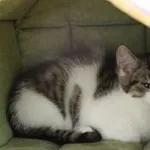 Kot do adopcji, Oborniki, 15 czerwca 2022