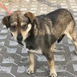 Pies do adopcji, Radom, 28 lutego 2018