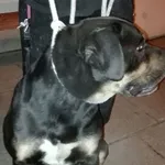 Znaleziono psa, Radom, 14 lutego 2020
