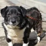Pies do adopcji, Oborniki, 21 lipca 2021