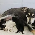 Pies do adopcji, Oborniki, 10 czerwca 2021
