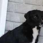 Pies do adopcji, Oborniki, 5 maja 2022
