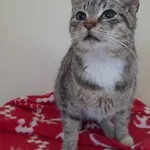 Kot do adopcji, Oborniki, 18 września 2022