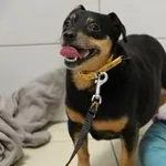 Pies do adopcji, Oborniki, 17 czerwca 2021