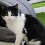Kot do adopcji, Oborniki, 27 lutego 2022