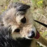 Pies do adopcji, Oborniki, 5 maja 2022