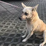 Pies do adopcji, Radom, 11 listopada 2019