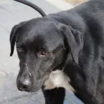 Pies do adopcji, Oborniki, 28 sierpnia 2022