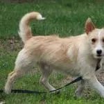 Pies do adopcji, Oborniki, 25 lutego 2022