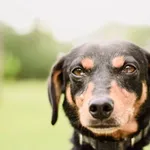 Pies do adopcji, Radom, 21 września 2025