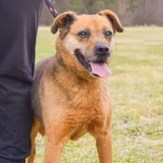 Pies do adopcji, Radom, 19 grudnia 2024