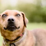 Pies do adopcji, Radom, 21 września 2025