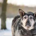 Pies do adopcji, Radom, 13 lutego 2026