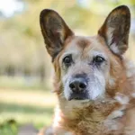 Pies do adopcji, Radom, 20 grudnia 2025