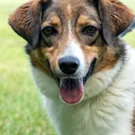 Pies do adopcji, Radom, 26 sierpnia 2026