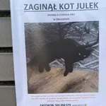 Zaginął kot, Zbrudzewo, 9 listopada 2022